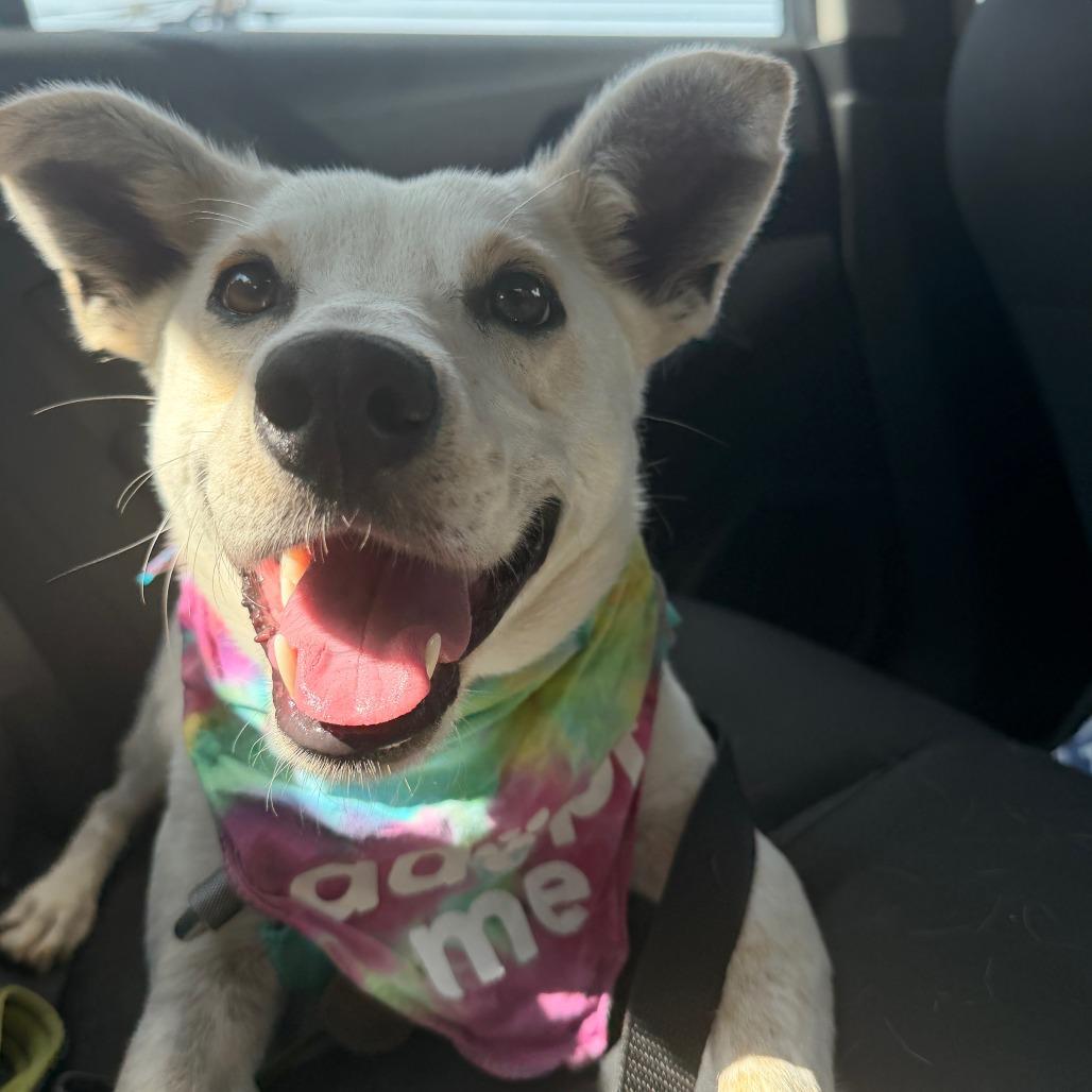 Enlarge Horchata, a Adoptable Mixed Breed in Kailua Kona, HI image 2/6