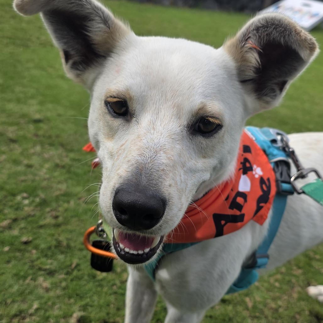 Enlarge Horchata, a Adoptable Mixed Breed in Kailua Kona, HI image 3/6