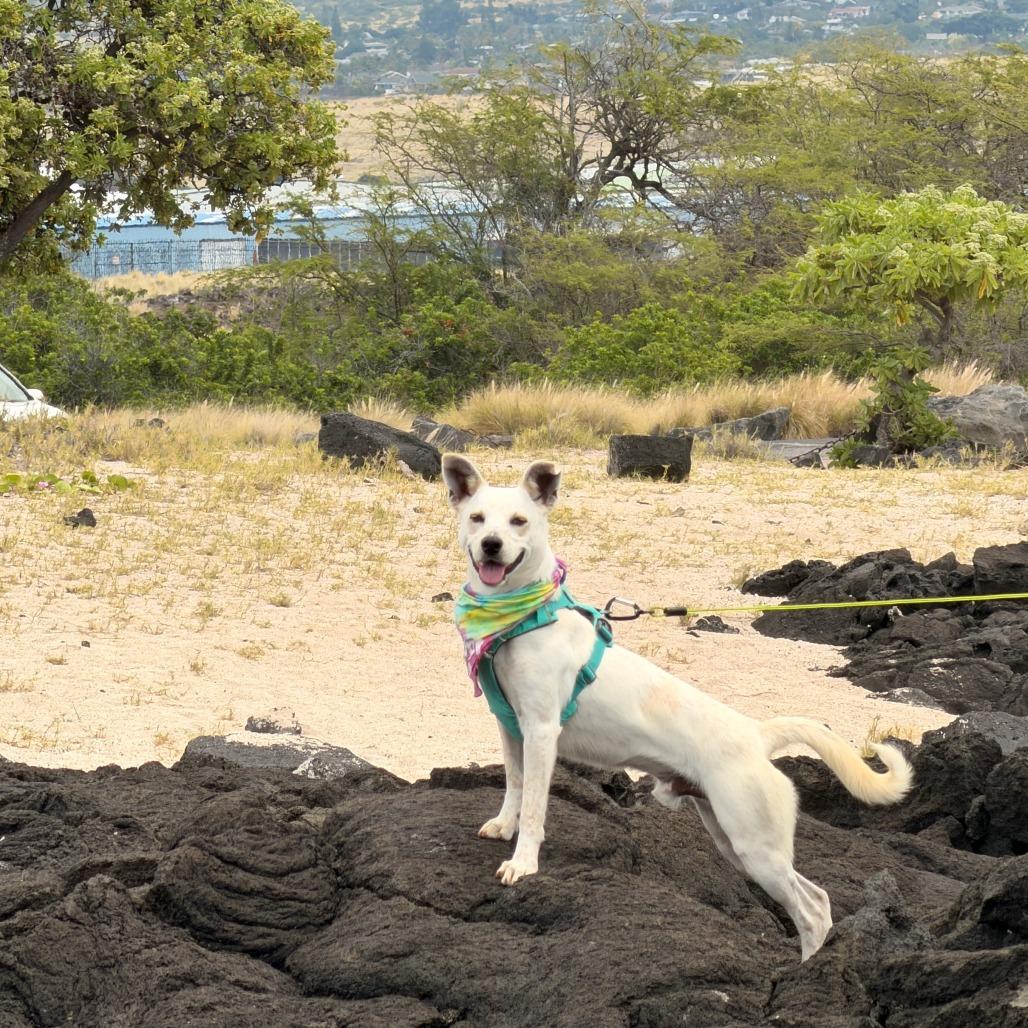 Enlarge Horchata, a Adoptable Mixed Breed in Kailua Kona, HI image 4/6