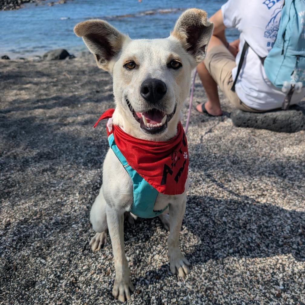 Enlarge Horchata, a Adoptable Mixed Breed in Kailua Kona, HI image 5/6