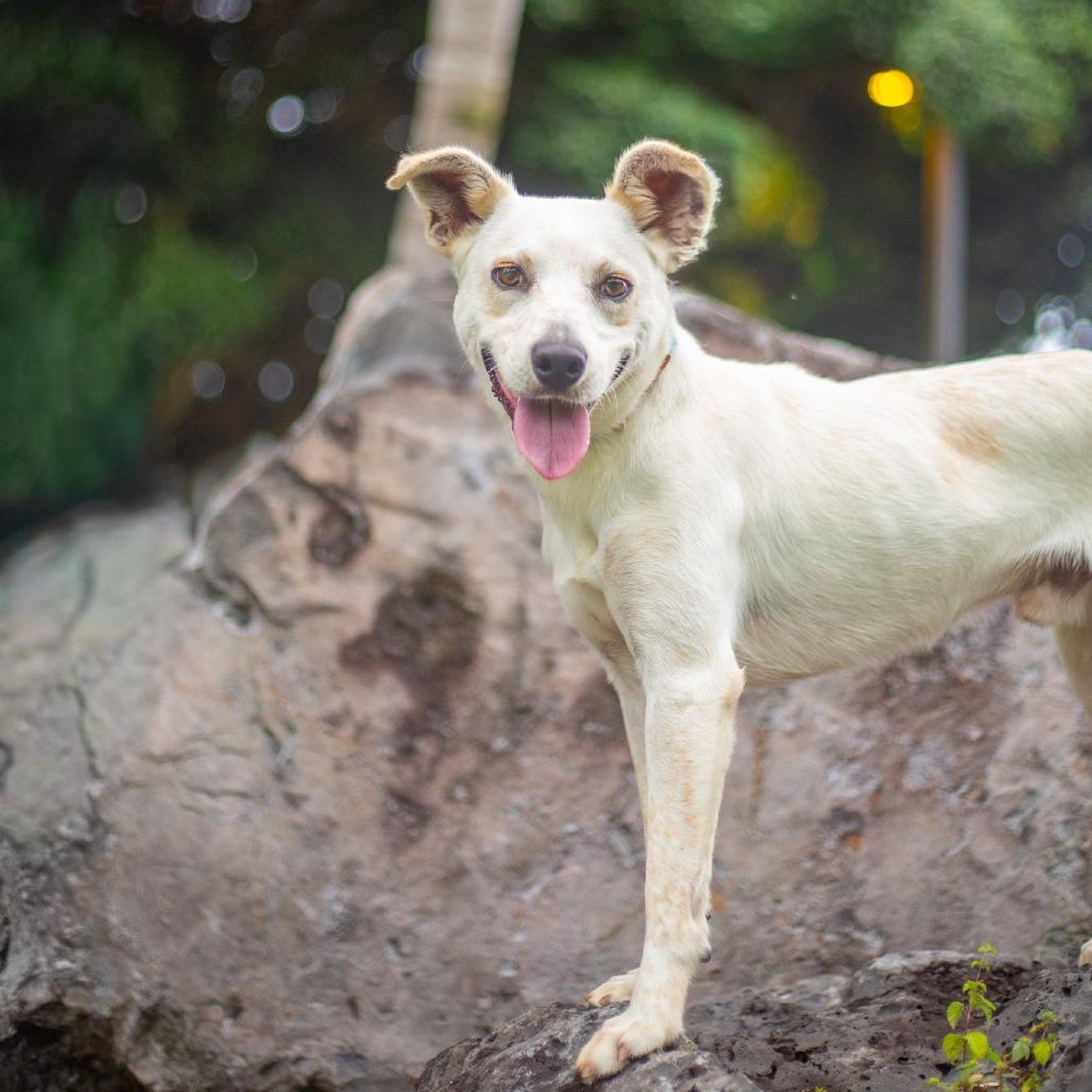 Enlarge Horchata, a Adoptable Mixed Breed in Kailua Kona, HI image 6/6