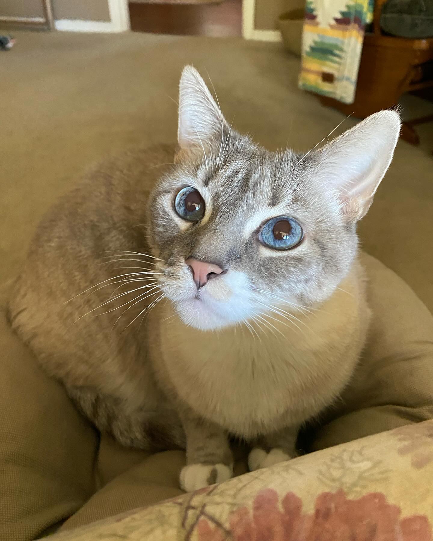 Enlarge Frankie, a Adoptable Siamese in Nacogdoches, TX image 1/5