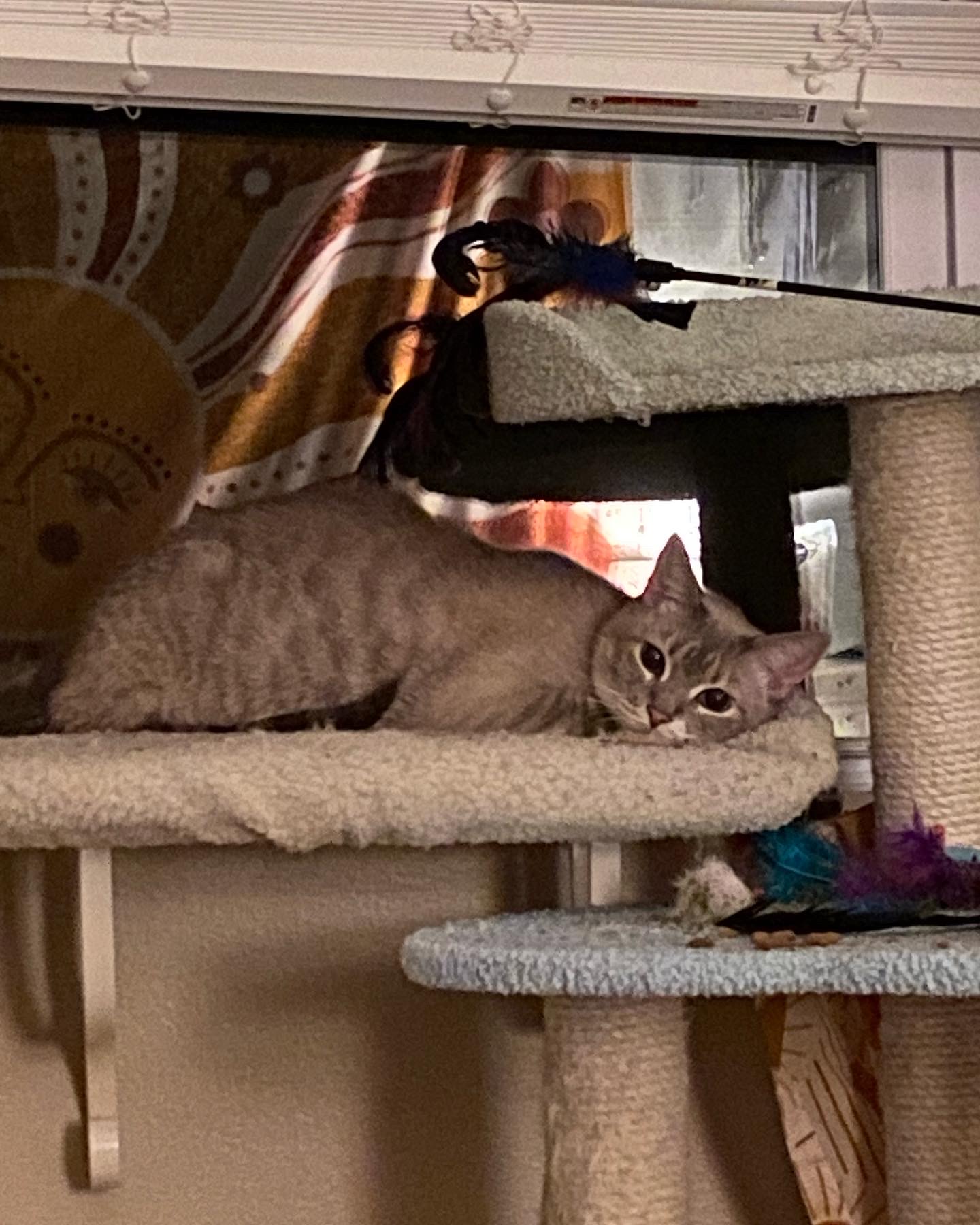 Enlarge Frankie, a Adoptable Siamese in Nacogdoches, TX image 2/5