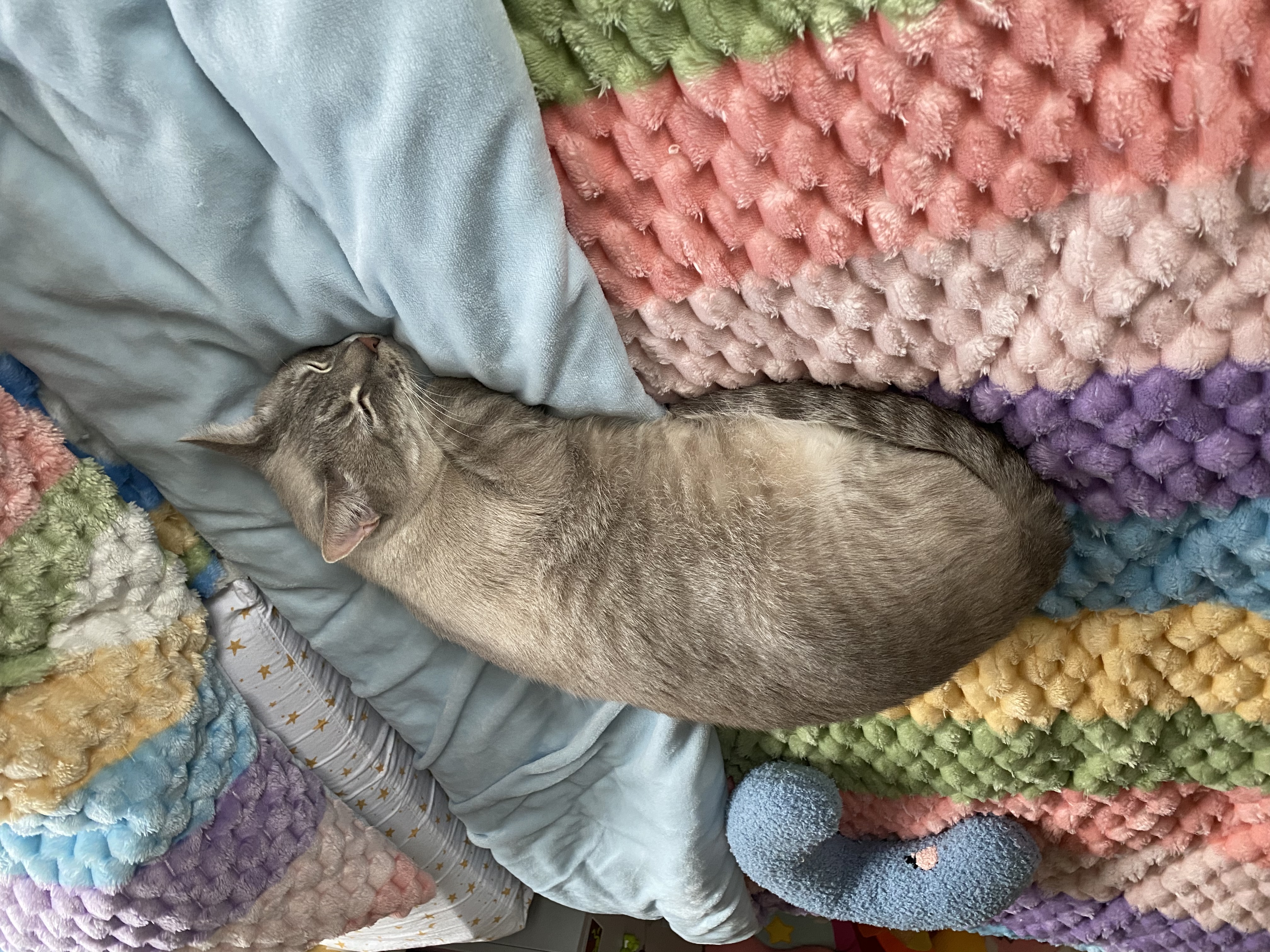 Enlarge Frankie, a Adoptable Siamese in Nacogdoches, TX image 3/5