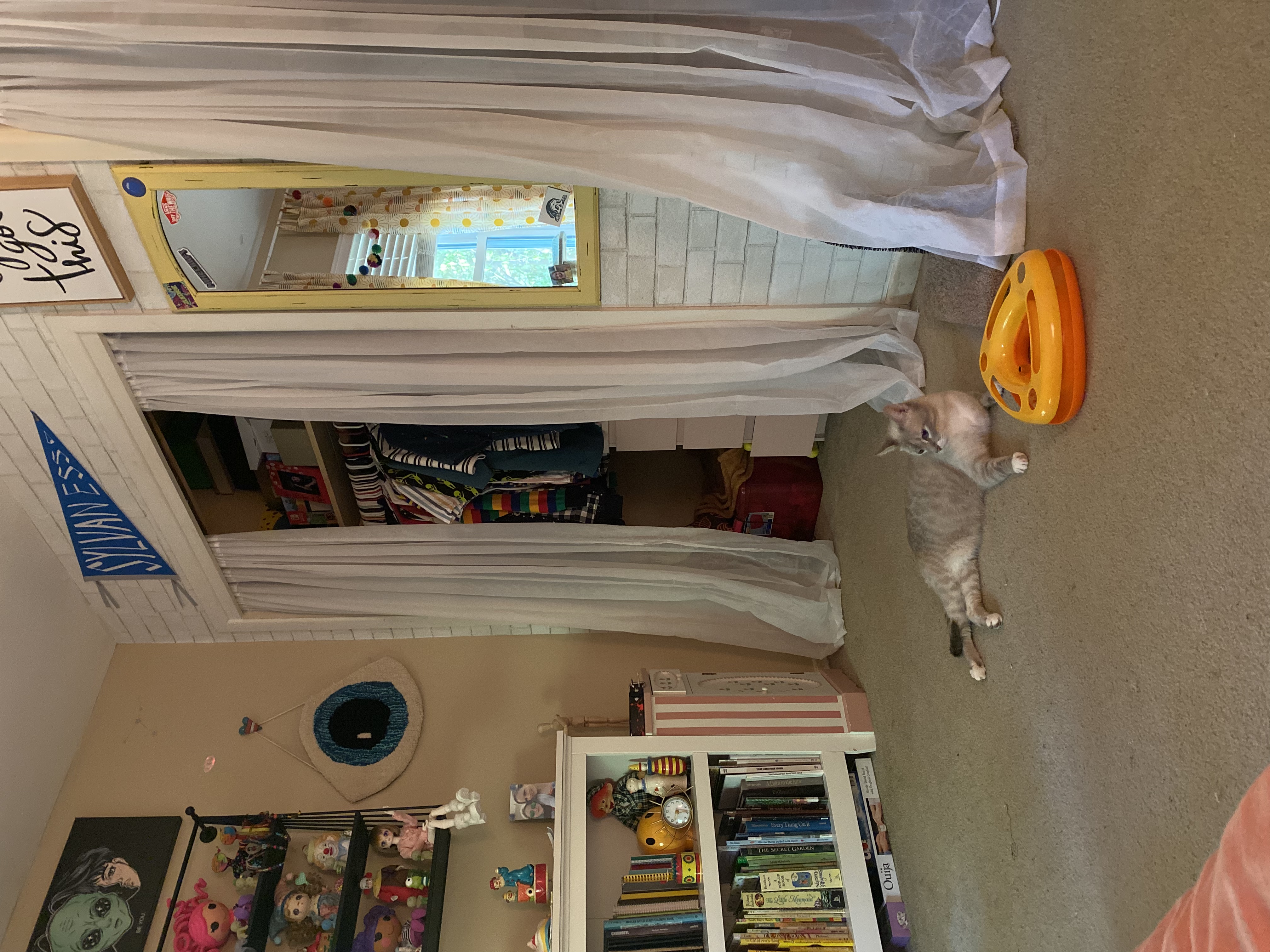 Enlarge Frankie, a Adoptable Siamese in Nacogdoches, TX image 4/5