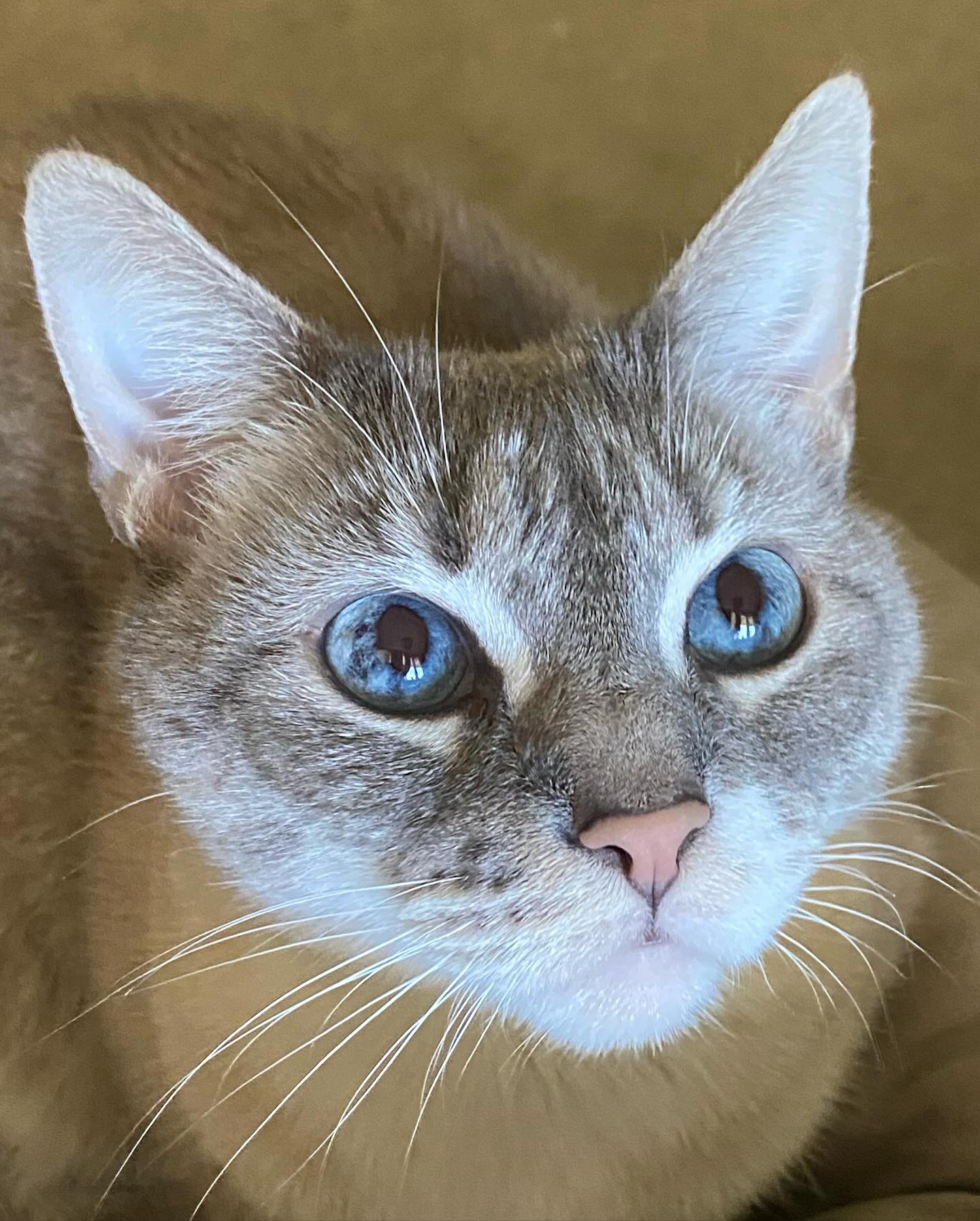Enlarge Frankie, a Adoptable Siamese in Nacogdoches, TX image 5/5