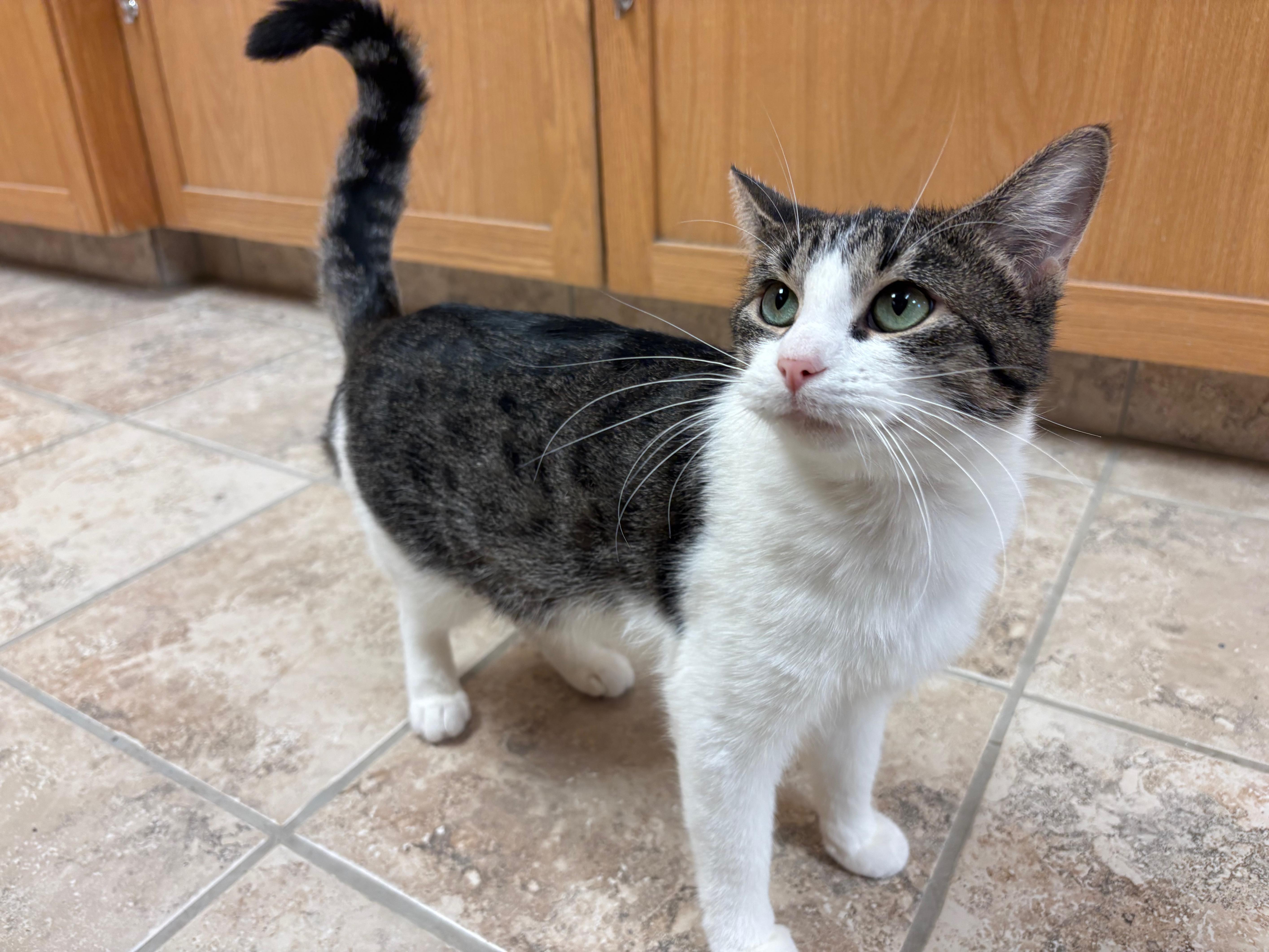 Enlarge Alma, a Adoptable Domestic Short Hair in Hays, KS image 1/6