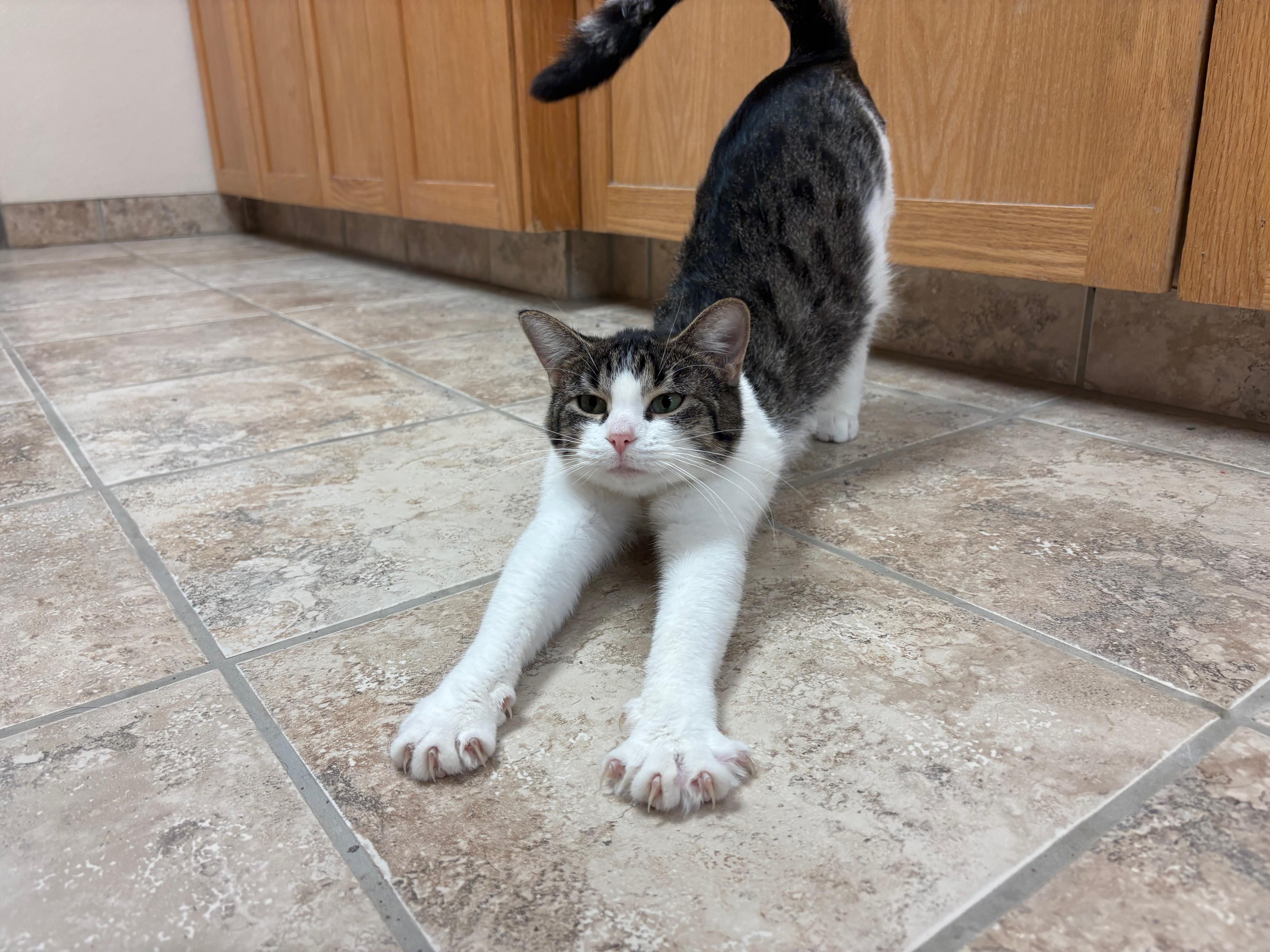 Enlarge Alma, a Adoptable Domestic Short Hair in Hays, KS image 2/6