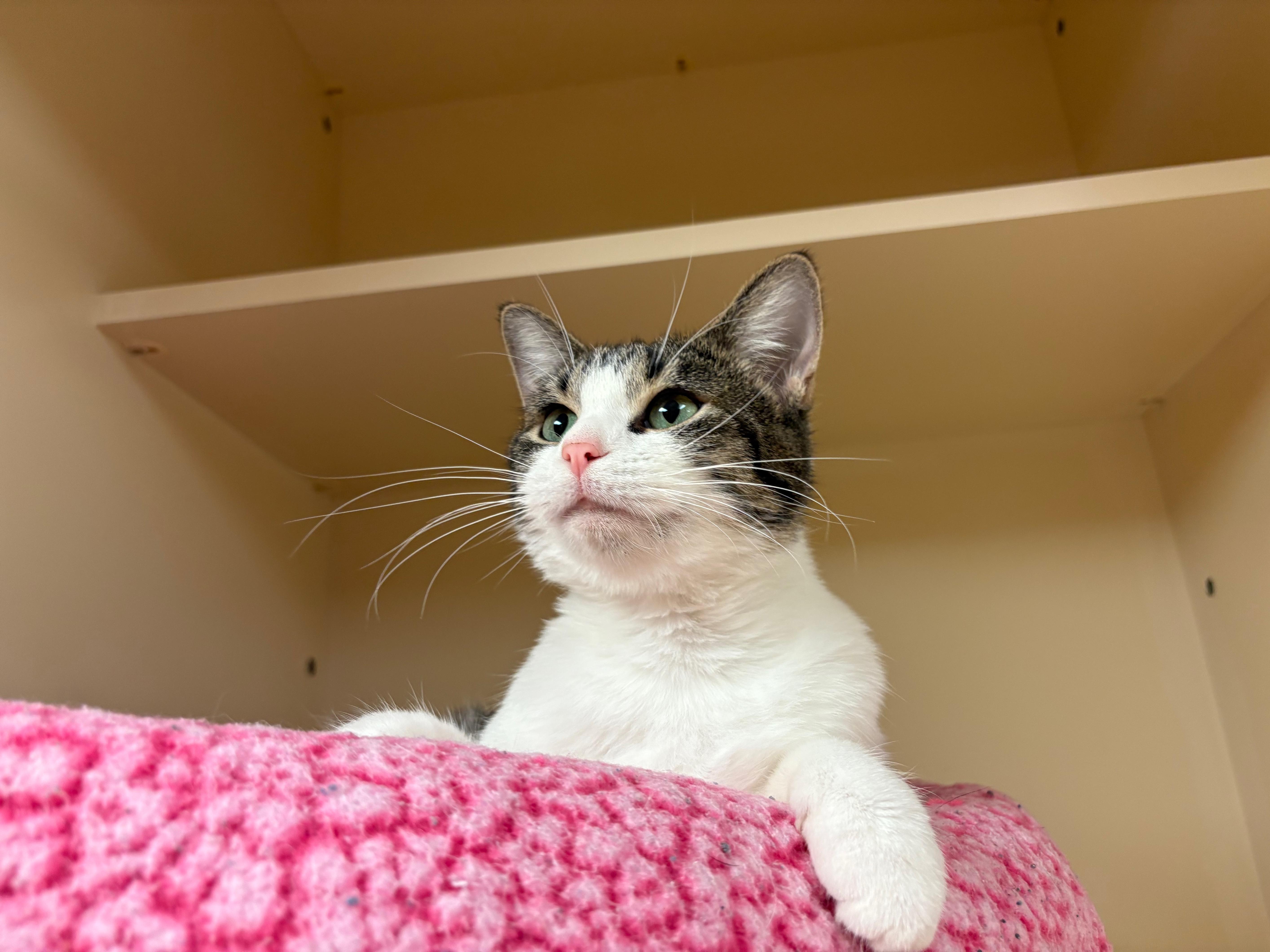 Enlarge Alma, a Adoptable Domestic Short Hair in Hays, KS image 3/6