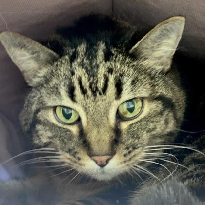 Chubby Cheeks, Adoptable, Senior Male Domestic Short Hair & Domestic Short Hair.