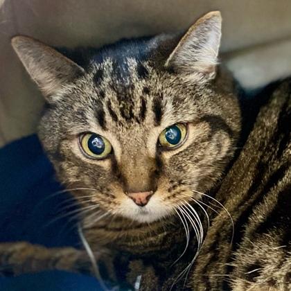 Chubby Cheeks, Adoptable, Senior Male Domestic Short Hair & Domestic Short Hair.