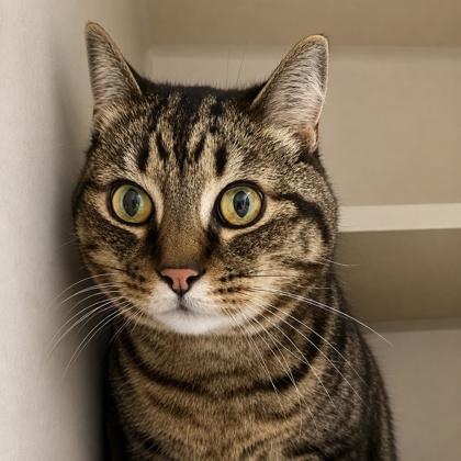 Enlarge Chubby Cheeks, a Adoptable mixed breed in Burlington, WA image 2/3