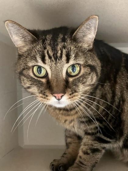 Enlarge Chubby Cheeks, a Adoptable mixed breed in Burlington, WA image 3/3