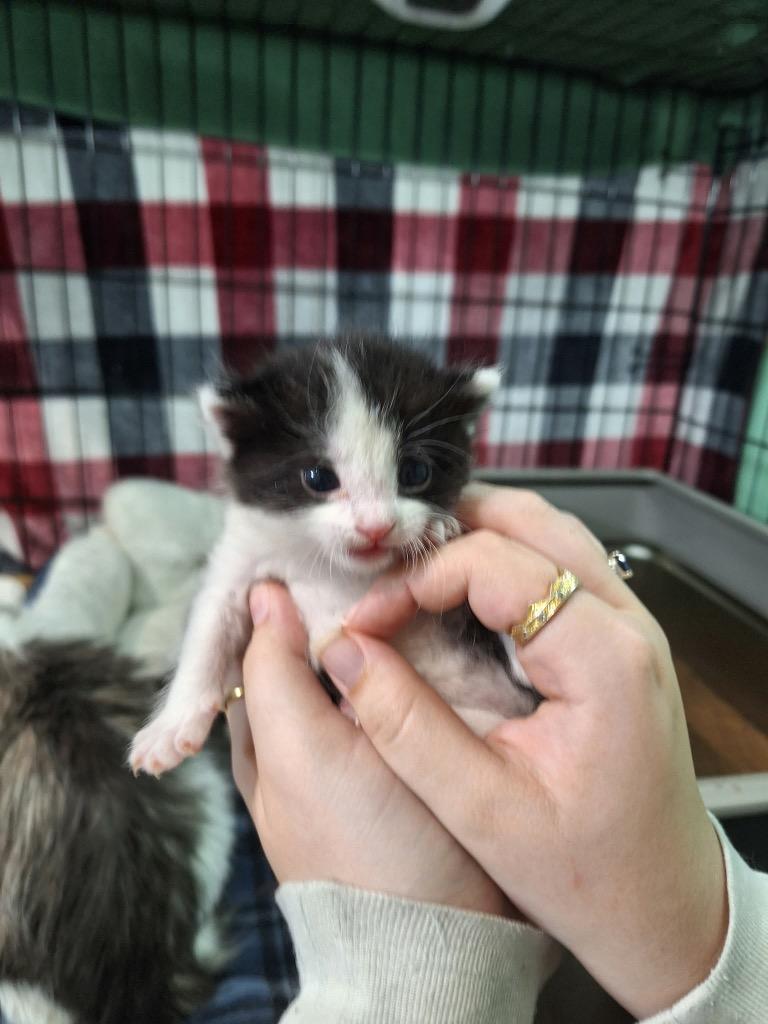 Noctra, Adopted, Kitten Male Tuxedo.