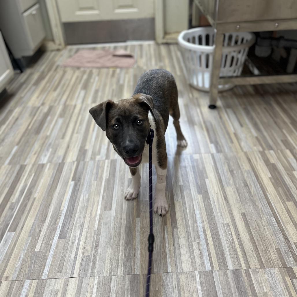 Spring, Adoptable, Puppy Female Mixed Breed.