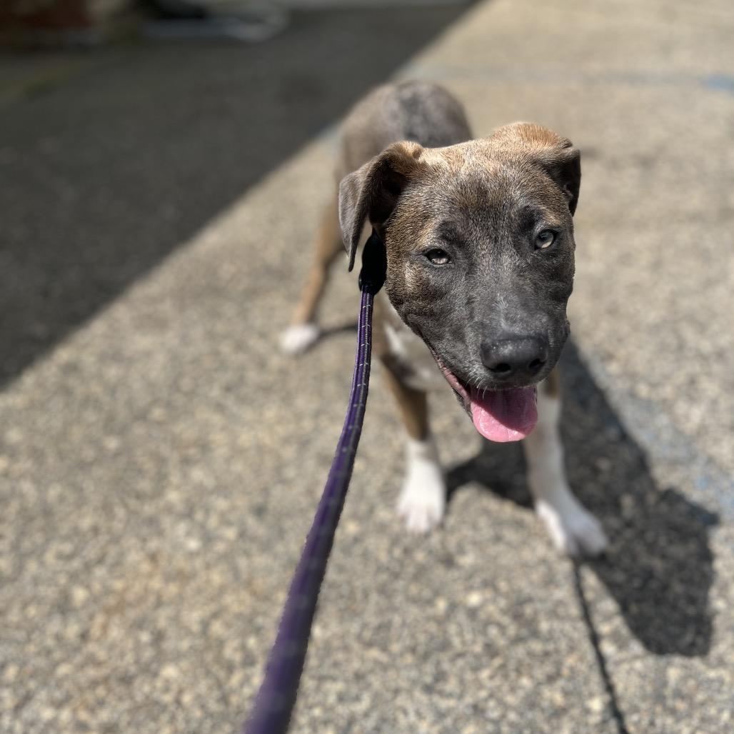 Spring, a Adoptable Mixed Breed in Hamilton, GA image 2/4
