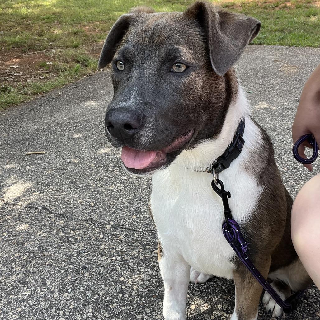 Spring, a Adoptable Mixed Breed in Hamilton, GA image 3/4