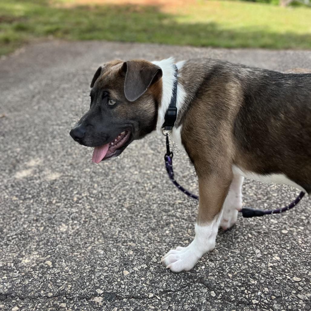 Spring, a Adoptable Mixed Breed in Hamilton, GA image 4/4