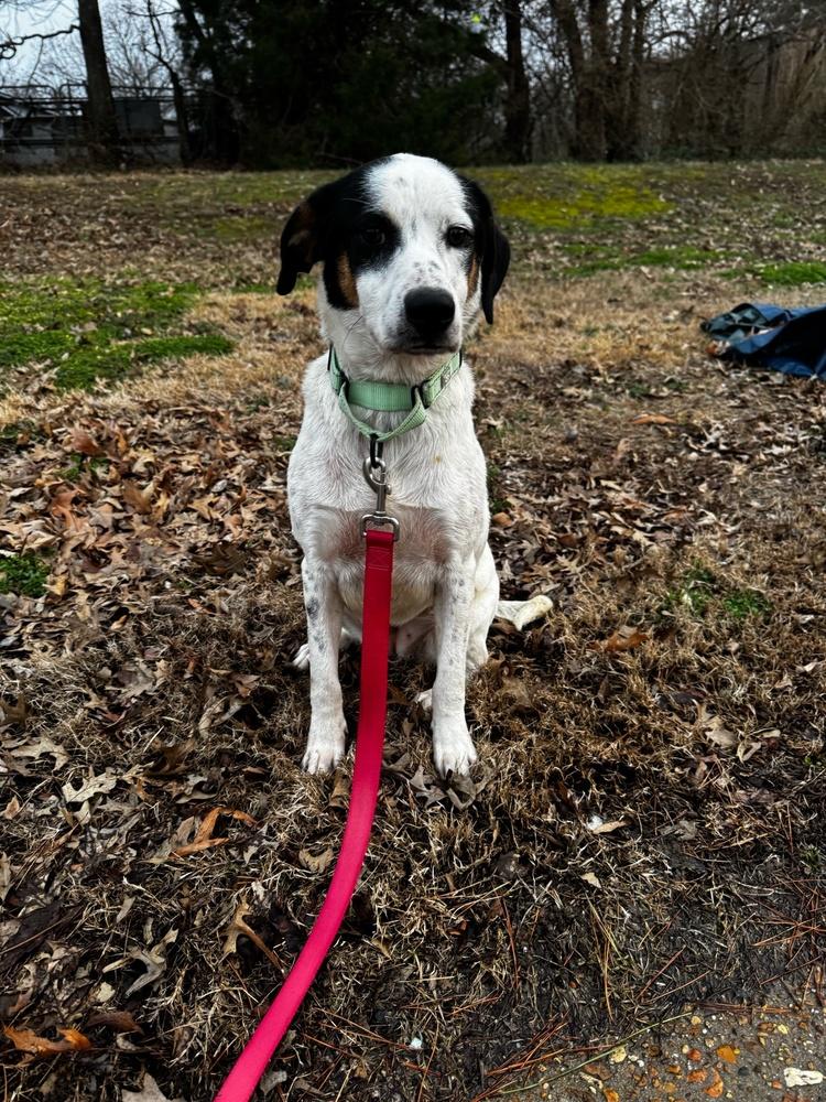 Estella Star — thumbnail 2