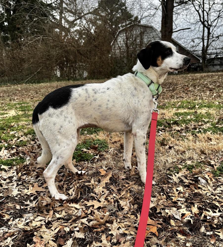 Estella Star — thumbnail 3