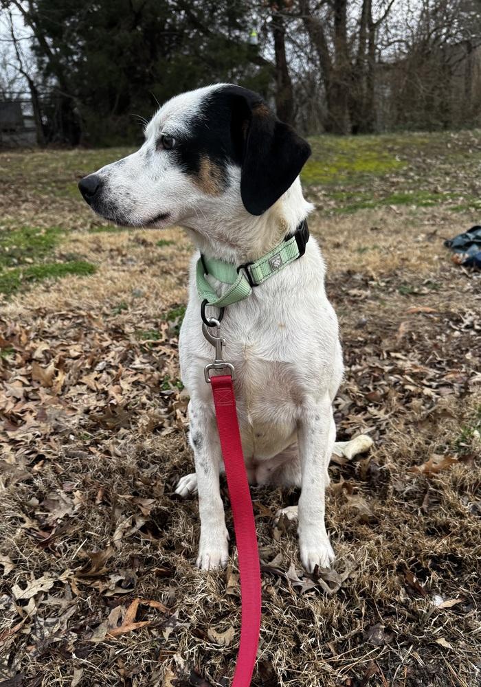 Estella Star — thumbnail 4