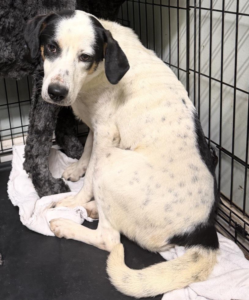 Estella Star — thumbnail 5