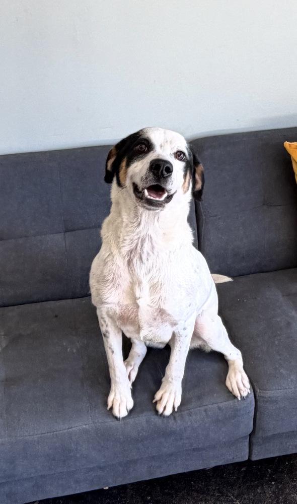 Estella Star — thumbnail 6