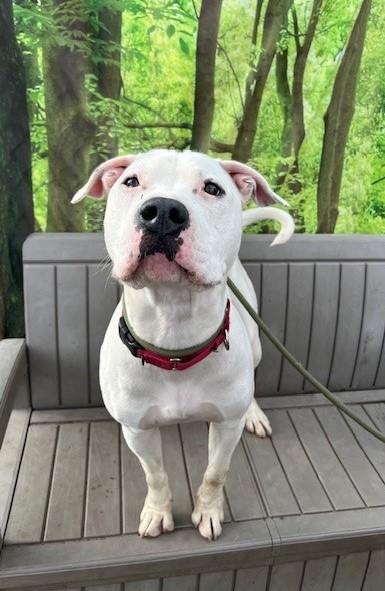 Nero, a ADOPTABLE Dogo Argentino in Phoenix, OR image 2/3