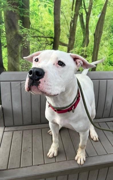 Nero, a ADOPTABLE Dogo Argentino in Phoenix, OR image 3/3