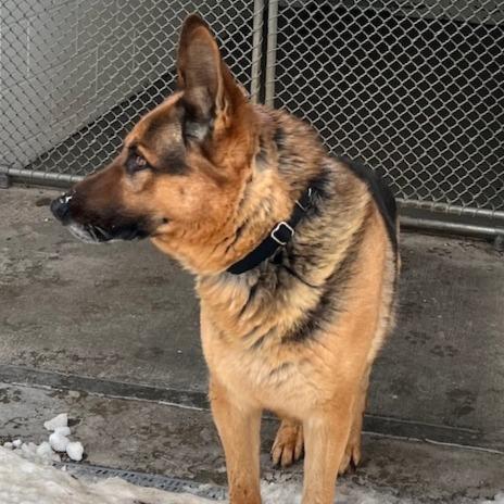 Chief (26-064), a Adoptable German Shepherd Dog in New Ringgold, PA image 1/3
