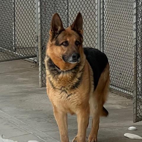Chief (26-064), a Adoptable German Shepherd Dog in New Ringgold, PA image 3/3