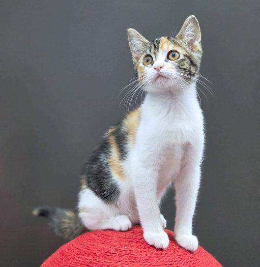 Jubilee, Adoptable, Kitten Female Calico & Tabby.