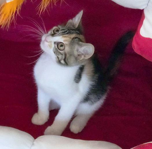 Jubilee, a Adoptable mixed breed in Anaheim Hills, CA image 2/3