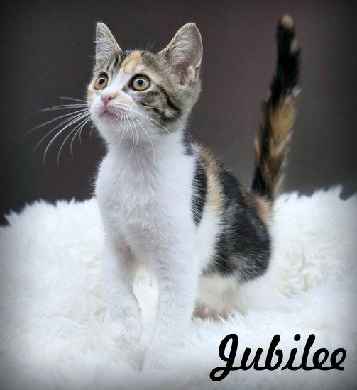 Jubilee, a Adoptable mixed breed in Anaheim Hills, CA image 3/3
