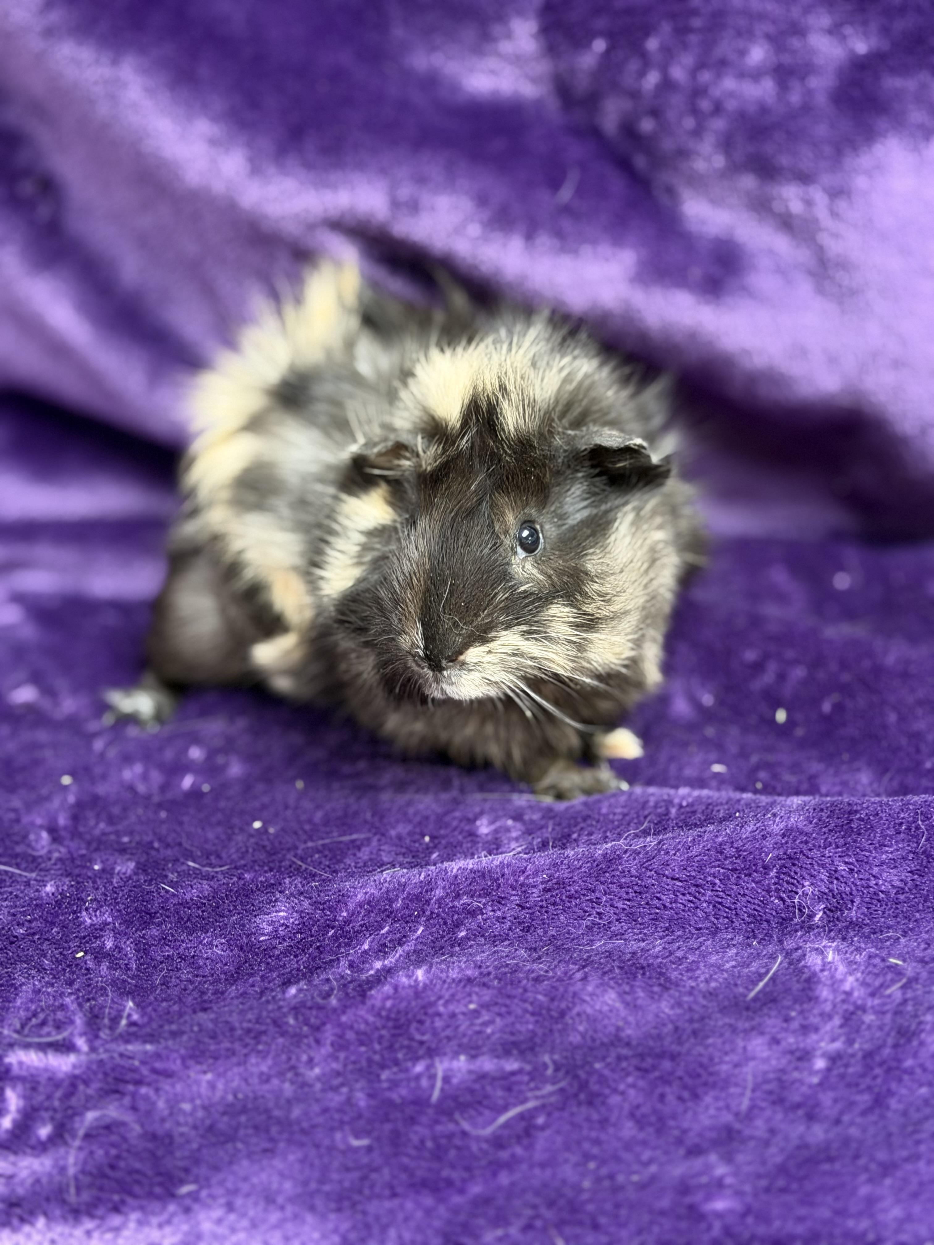 Enlarge Mario: video!!, an adopted Guinea Pig in Edinburg, PA image 3/6