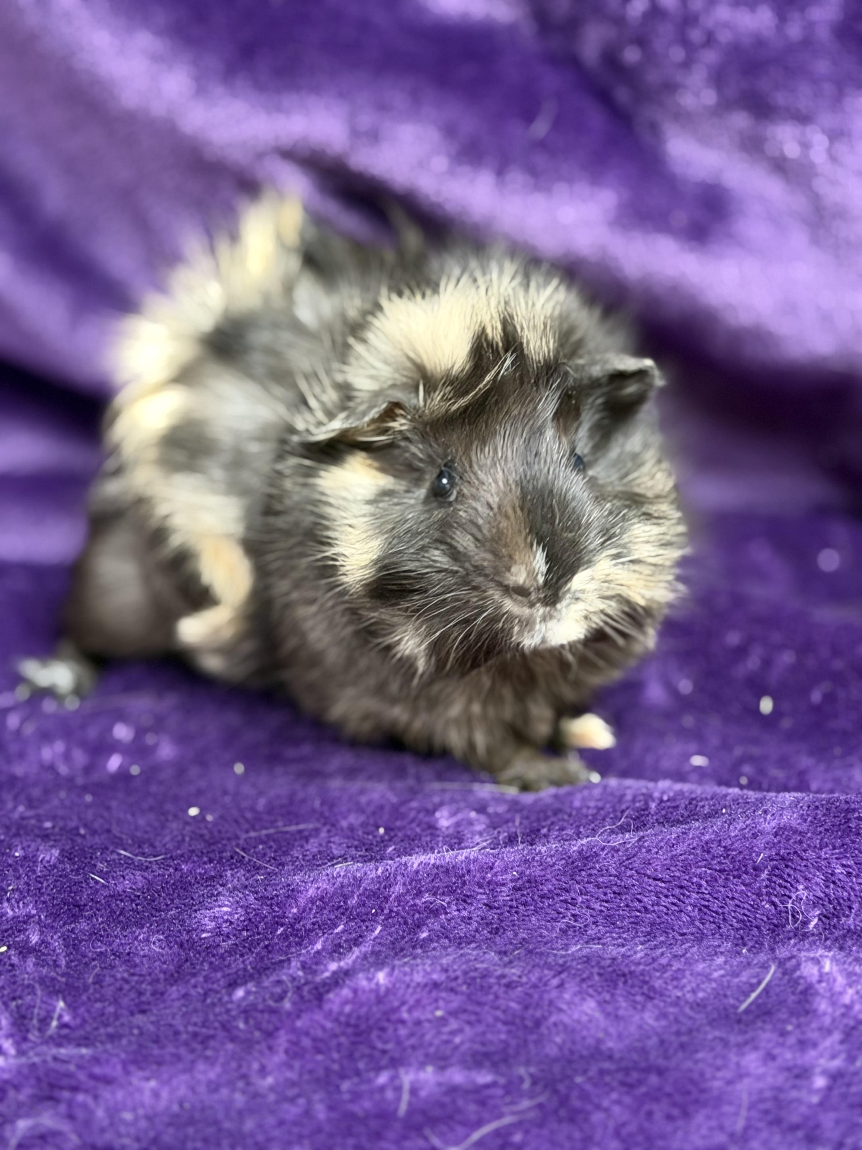 Enlarge Mario: video!!, an adopted Guinea Pig in Edinburg, PA image 6/6
