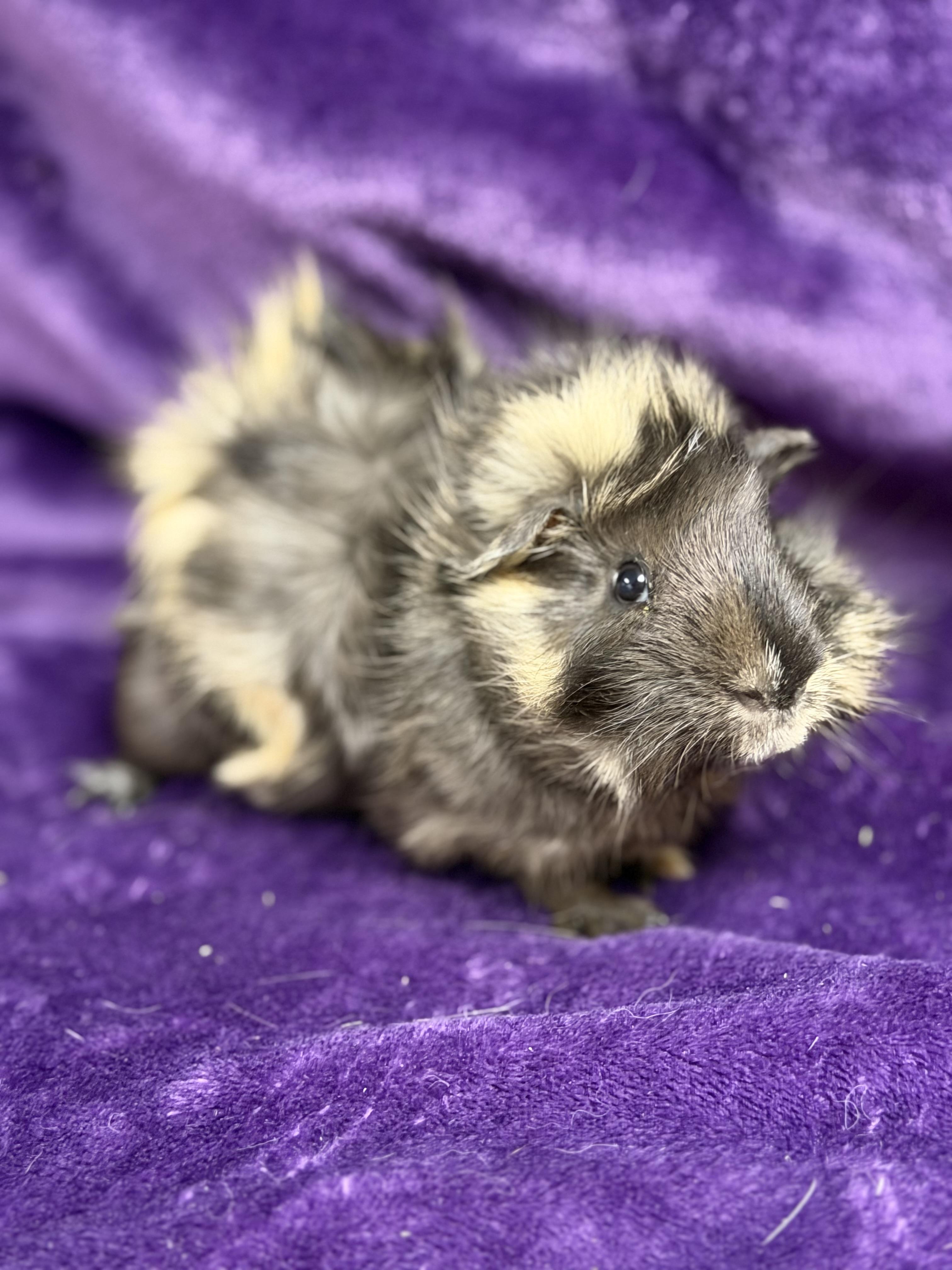Enlarge Mario: video!!, an adopted Guinea Pig in Edinburg, PA image 2/6