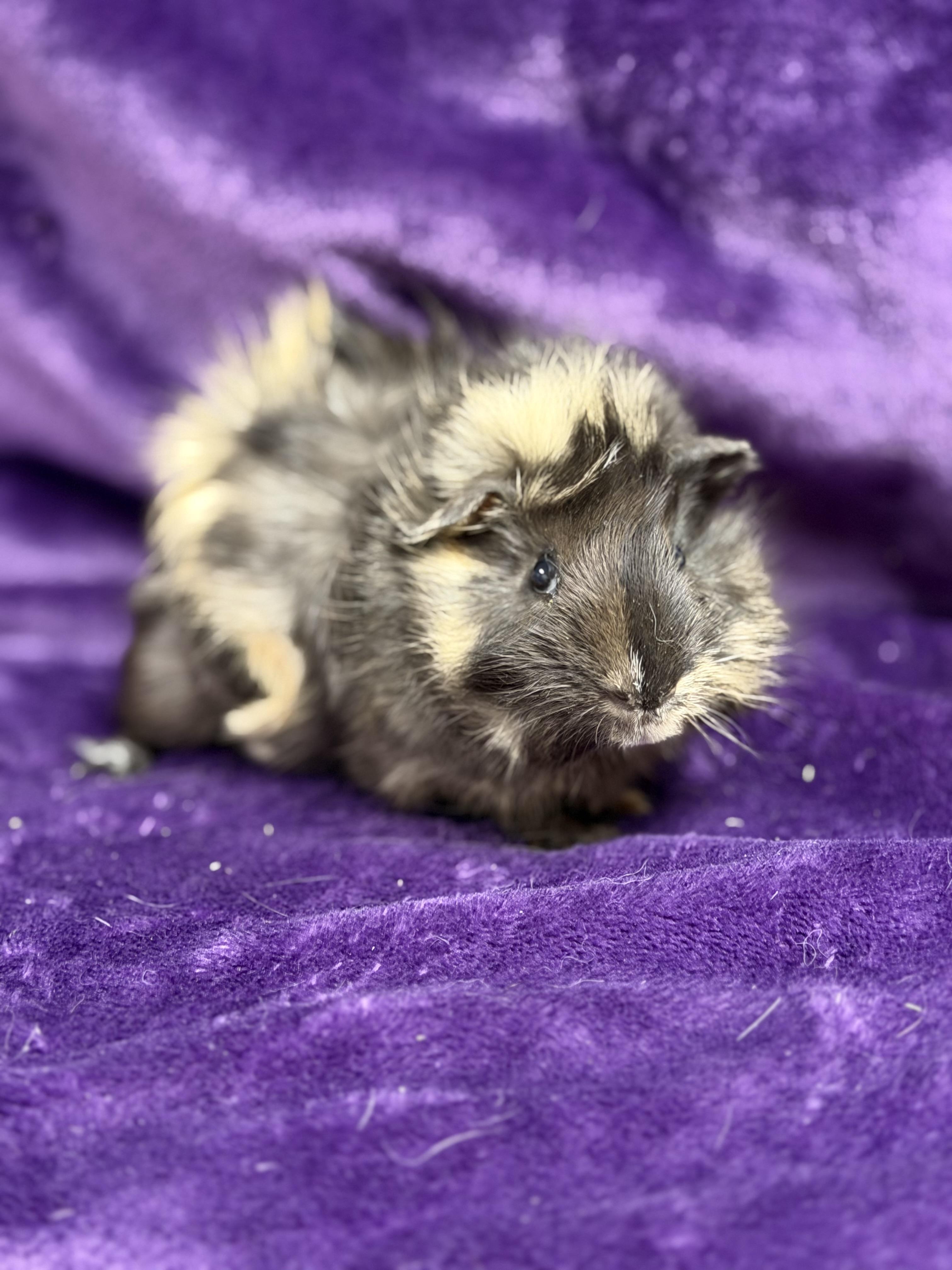 Mario: video!!, adopted, Baby Male Guinea Pig.