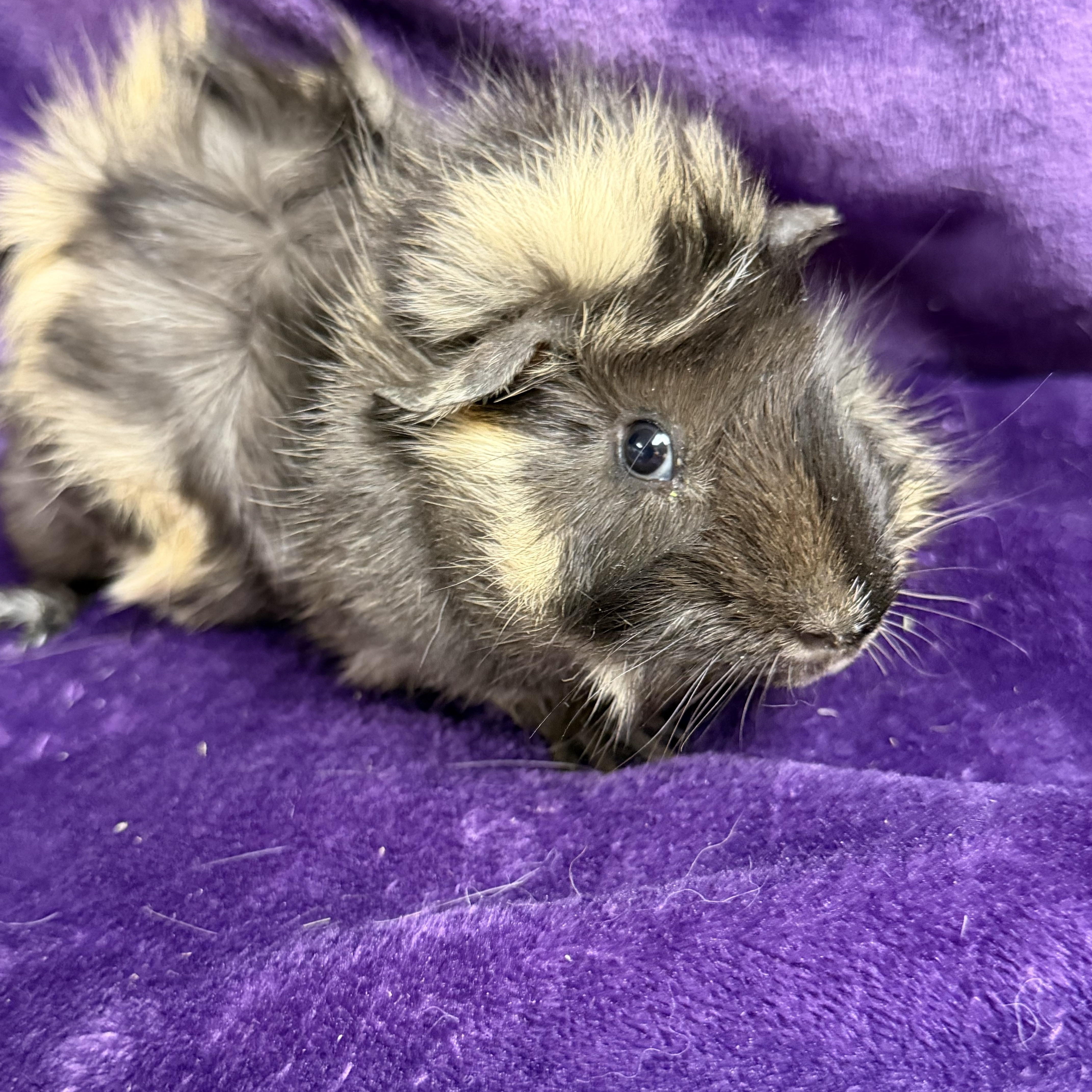 Enlarge Mario: video!!, an adopted Guinea Pig in Edinburg, PA image 4/6