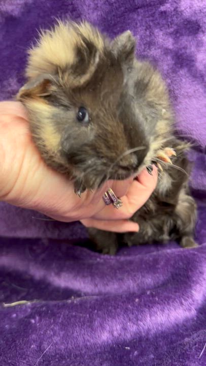 Enlarge Mario: video!!, an adopted Guinea Pig in Edinburg, PA video 5/6