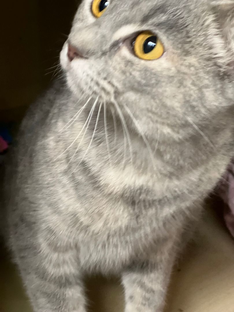 Smokie, Adopted, Young Female Scottish Fold.