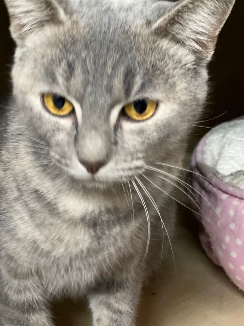 Smokie, a Adopted Scottish Fold in Jackson, MO image 2/2