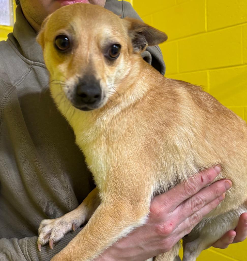Enlarge Sky, a Adopted Chihuahua in Cambridge, MD image 1/1