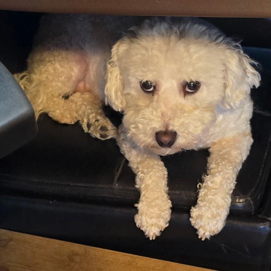 Daisy, Adopted, Adult Female Bichon Frise.