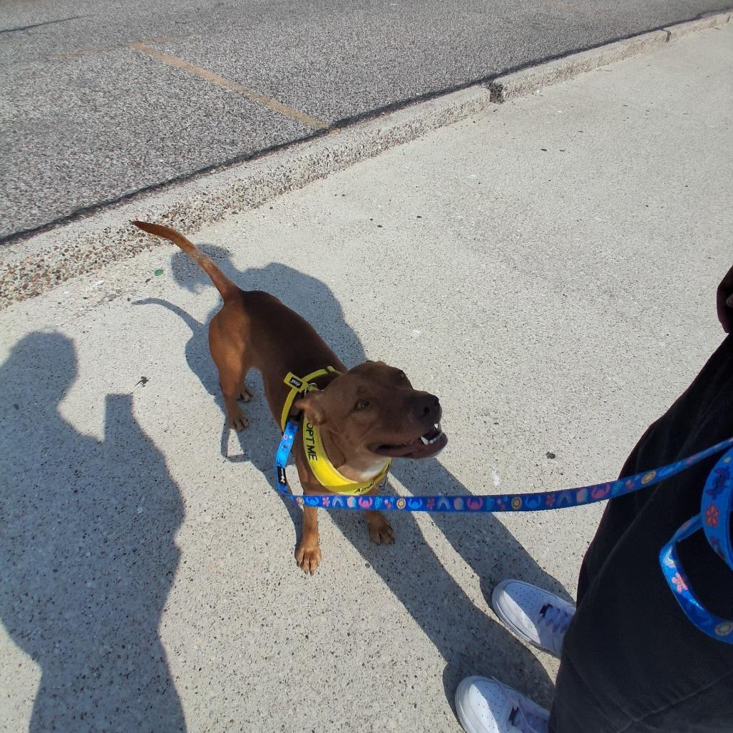 Raya, Adoptable, Adult Female Pit Bull Terrier & Mixed Breed.