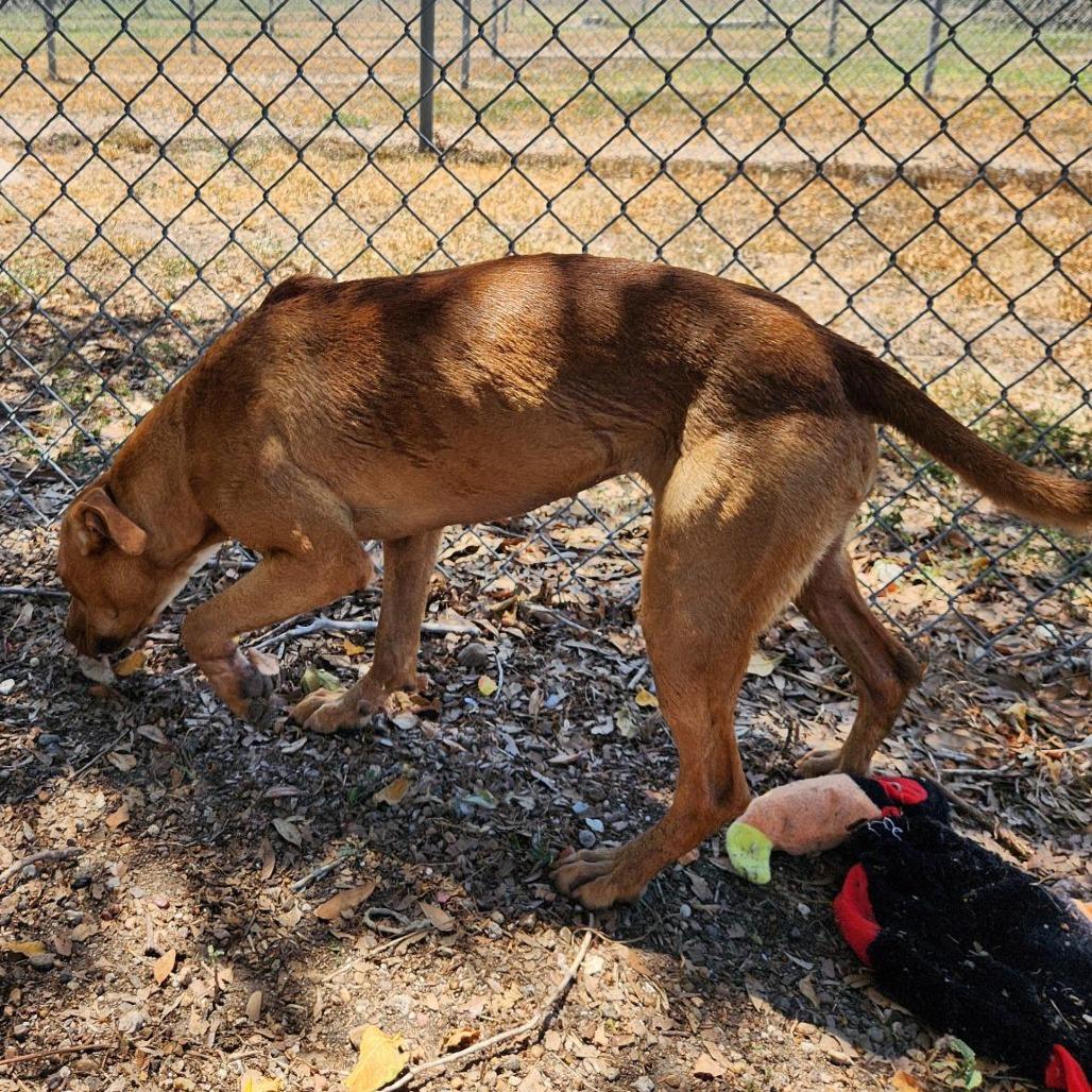 Enlarge Raya, a Adoptable mixed breed in Corpus Christi, TX image 3/6