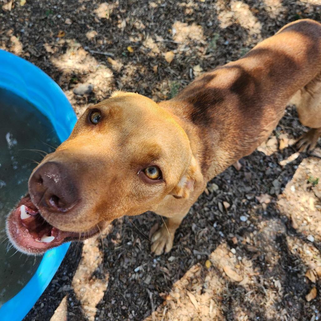 Enlarge Raya, a Adoptable mixed breed in Corpus Christi, TX image 4/6