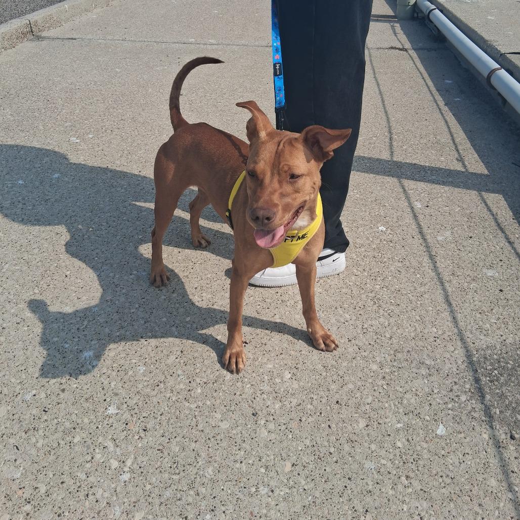 Enlarge Raya, a Adoptable mixed breed in Corpus Christi, TX image 5/6
