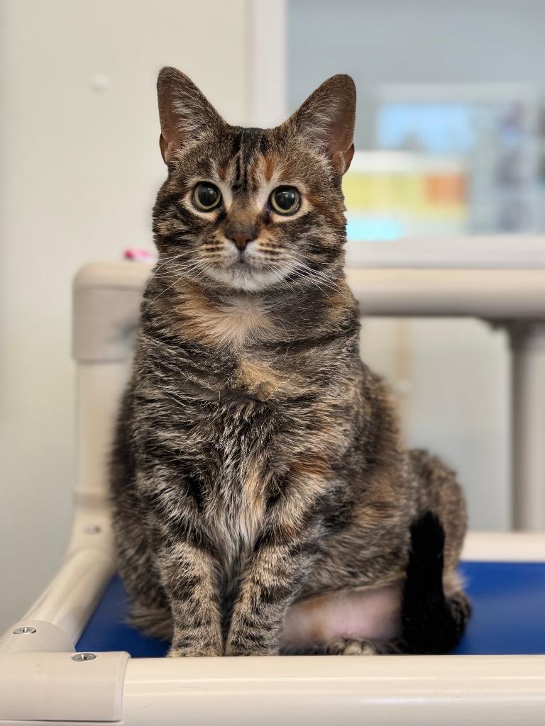 Wally, Adoptable, Adult Female Domestic Short Hair.