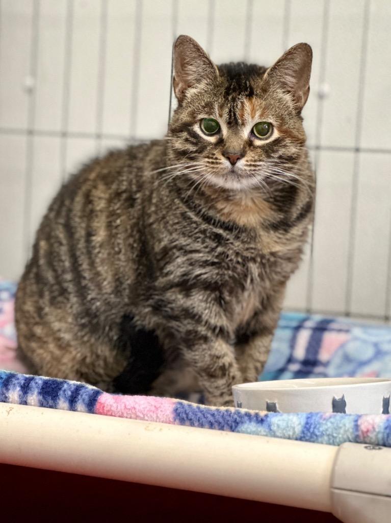 Enlarge Wally, a Adoptable mixed breed in Cumberland, ME image 1/6